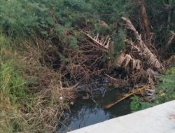 Ironis ! Irigasi Sawah Mampet Penuh Semak Belukar dan Lumpur, Lunturnya Semangat Gotong Royong Benahi Pertanian Desa Sukaringin