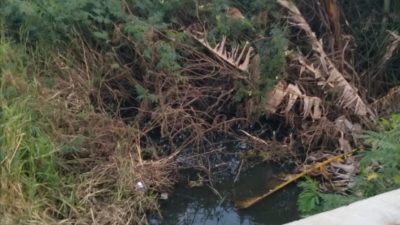 Ironis ! Irigasi Sawah Mampet Penuh Semak Belukar dan Lumpur, Lunturnya Semangat Gotong Royong Benahi Pertanian Desa Sukaringin