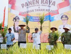 Panen Padi Capai Target, Komitmen Penuh Pemerintah Kaltara Dukung Swasembada Pangan Nasional