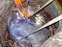 Petugas Damkar Kab Sukabumi Gunakan Ilmu Fisika, Selamatkan Seekor Sapi Berbobot 500 Kg yang Terperosok ke Dalam Sumur