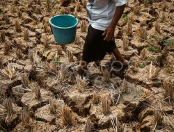 Ribuan Hektar Sawah di Kabupaten Bekasi Kekeringan, Petani Terancam Gagal Panen